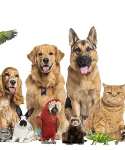 Pets